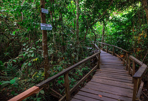Scenic wooden walkway surrounded by dense tropical greenery, creating a peaceful nature trail and eco-tourism destination